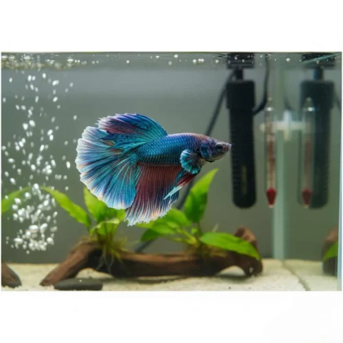 betta Ich Treatment 