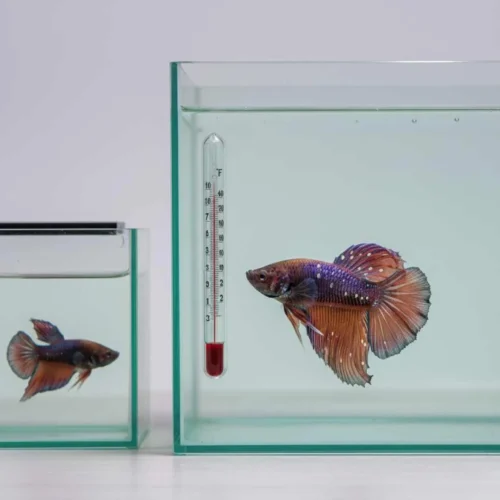 betta Ich prevention and care