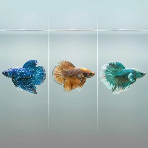 Ich vs Other Diseases