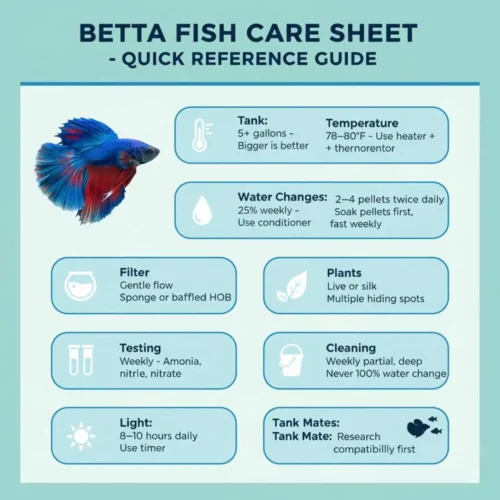 Infographic_ Betta Fish Care Sheet