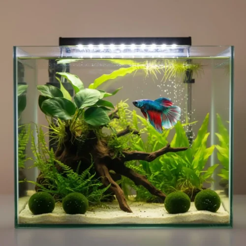 Live Plants for Betta Fish