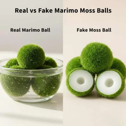 Real Vs Fake Marimo moss ball