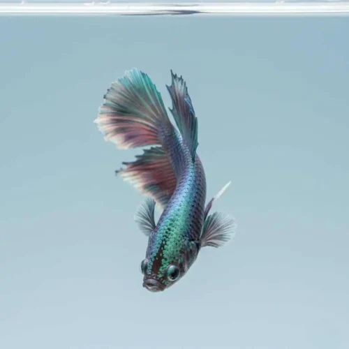 Swim Bladder Disease