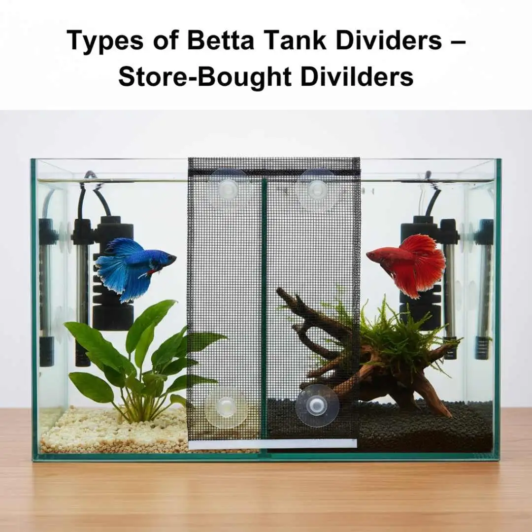 Types of Betta Tank Dividers