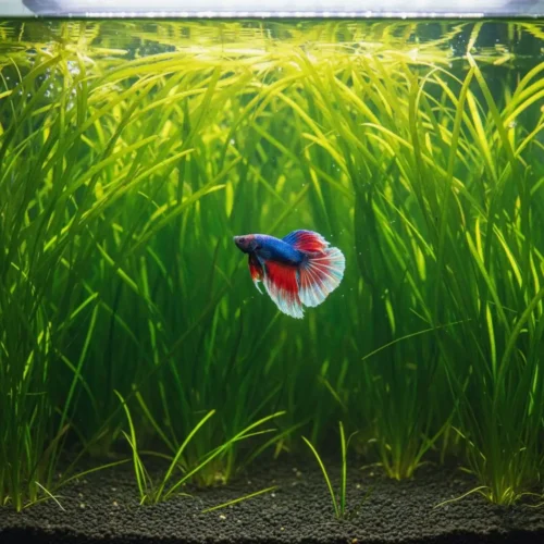 Vallisneria plant for betta fish aquarium