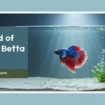 What Kind of Water for Betta Fish?