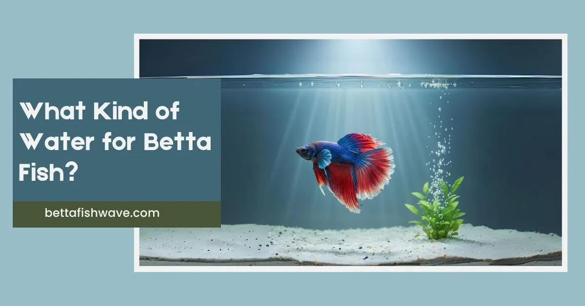 What Kind of Water for Betta Fish?