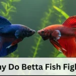 Betta Fish Fight