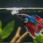 Why Do Betta Fish Make Bubbles