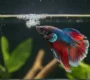 Why Do Betta Fish Make Bubbles