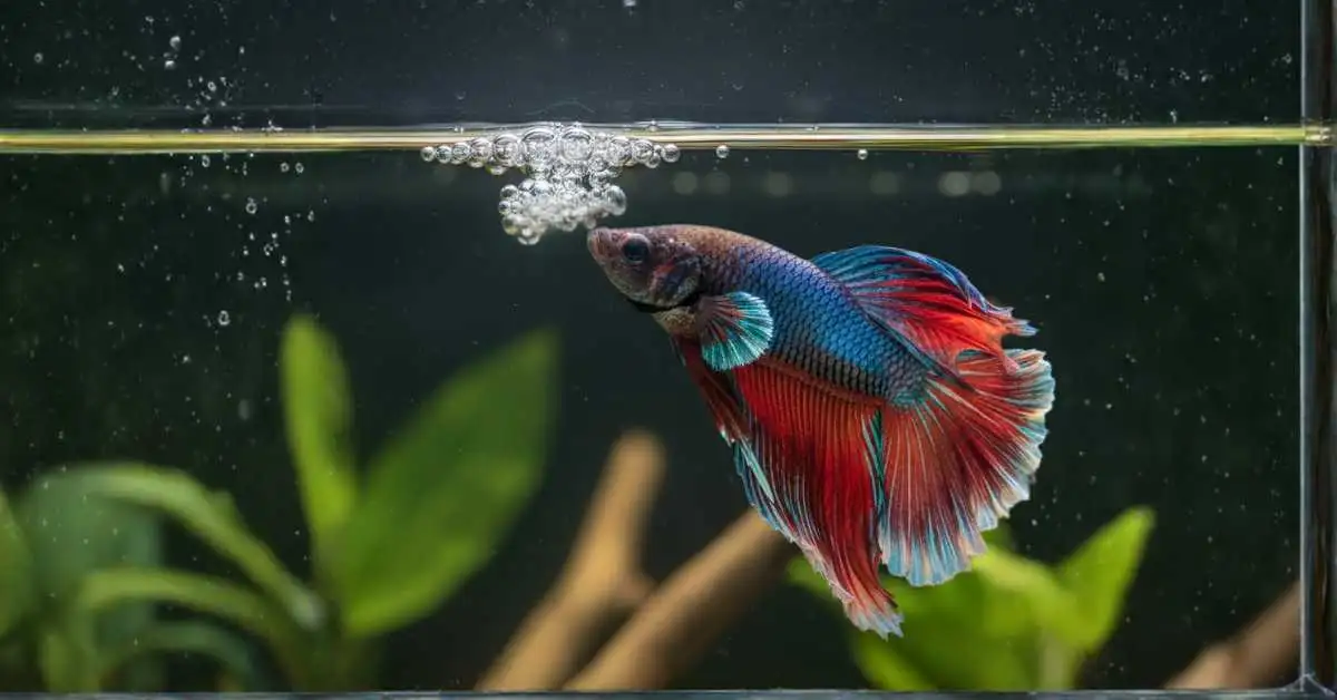 Why Do Betta Fish Make Bubbles