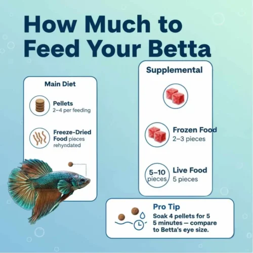 how much to feed betta