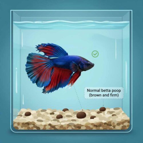 normal betta poop