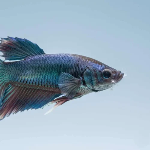 betta fish have Columnaris (Cotton Wool or Mouth Fungus)