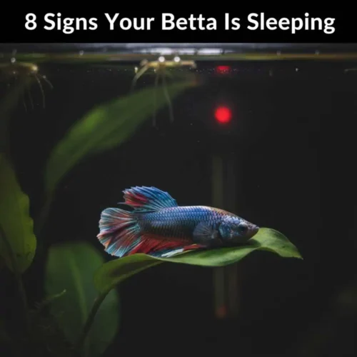 signs of betta sleeping
