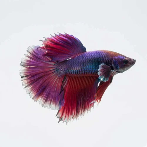 signs of fin rot