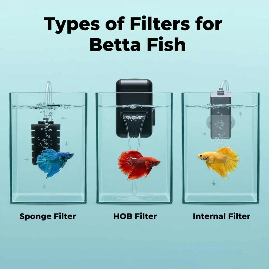 types of filters for betta fish