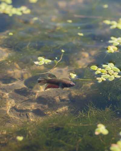 Betta Fish in the Wild