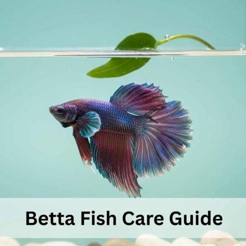 Betta Fish Care guide