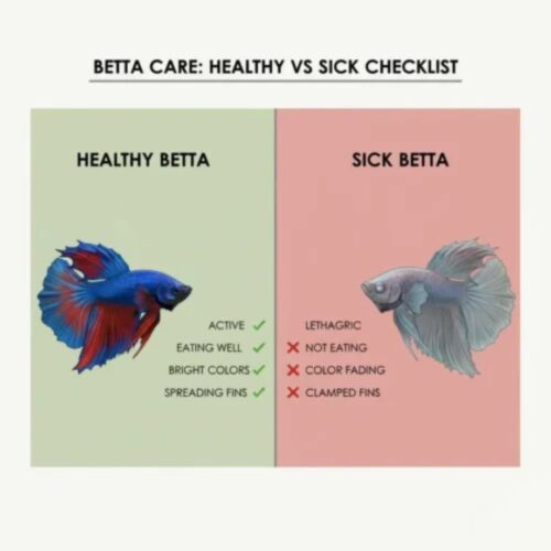 Healthy vs Sick Checklist